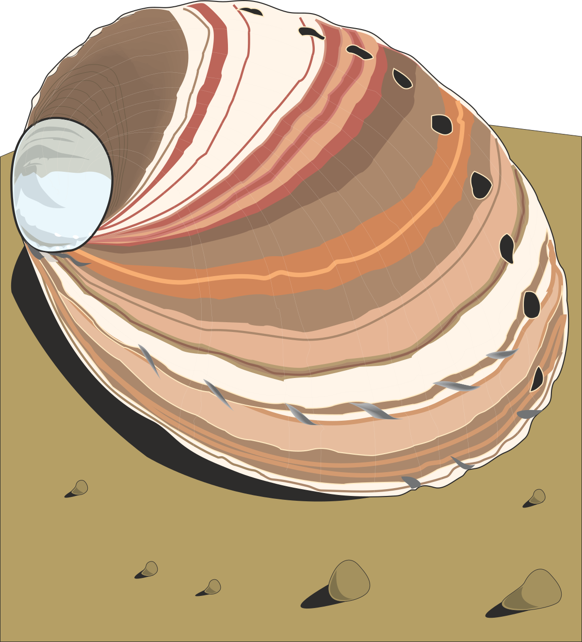 Large Shell Clipart with Small Hole - Perfect for Nature Themes