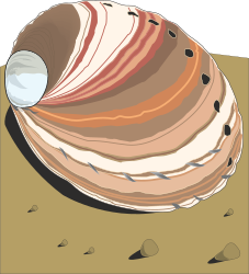 Large Shell Clipart with Small Hole - Perfect for Nature Themes