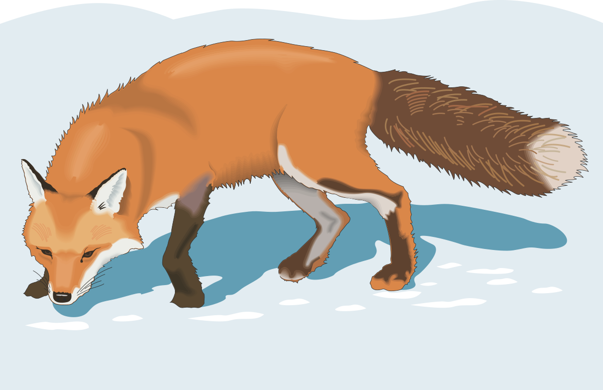Fox Walking in Snow - Winter Scene Clipart