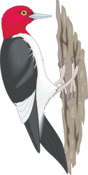 Red-Headed Bird with White Chest - Stunning Clipart for Your Projects