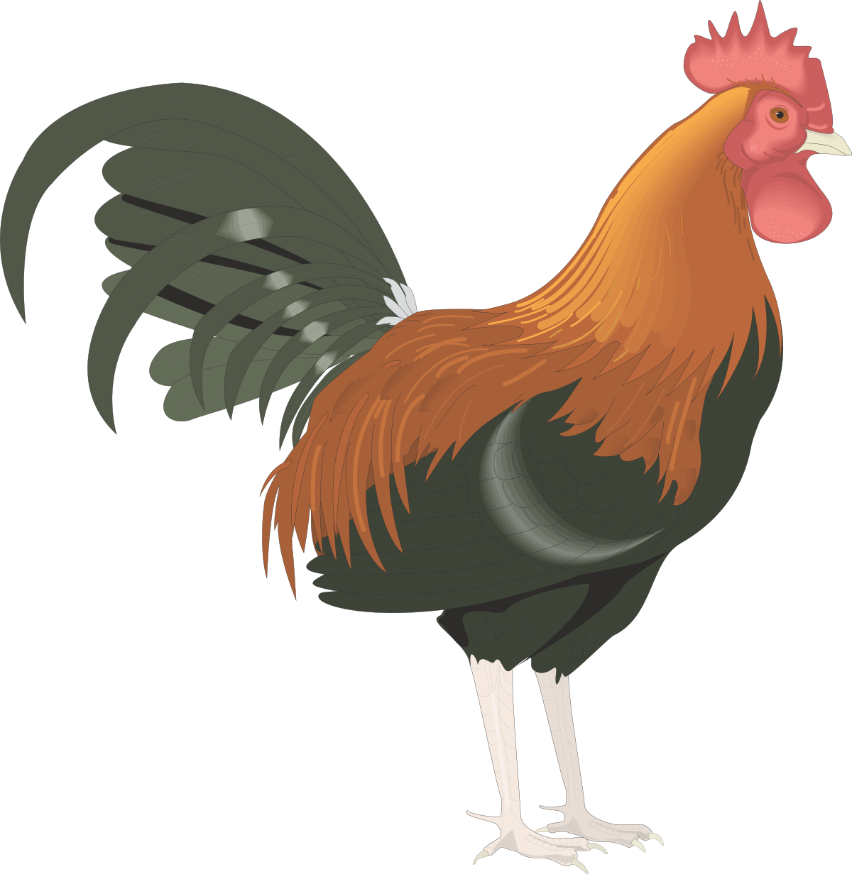Rooster Clipart: Vibrant Red Head and Striking Black Tail