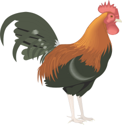 Rooster Clipart: Striking Red-Headed and Black-Tailed Design