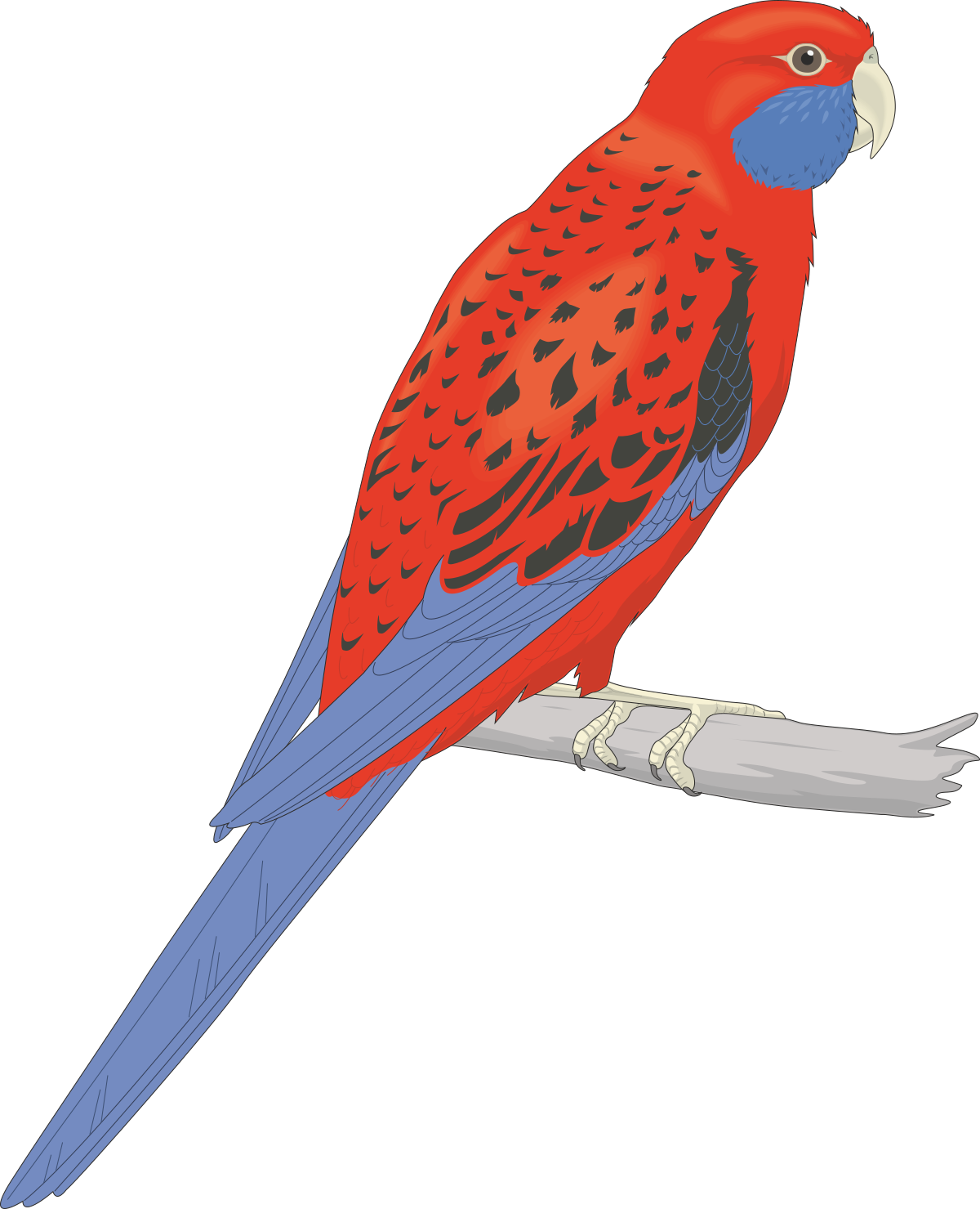 Bird Clipart: Vibrant Red and Blue Bird Perched on a Branch
