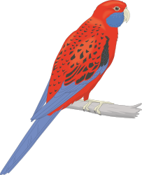 Bird Clipart: Vibrant Red and Blue Bird Perched on a Branch