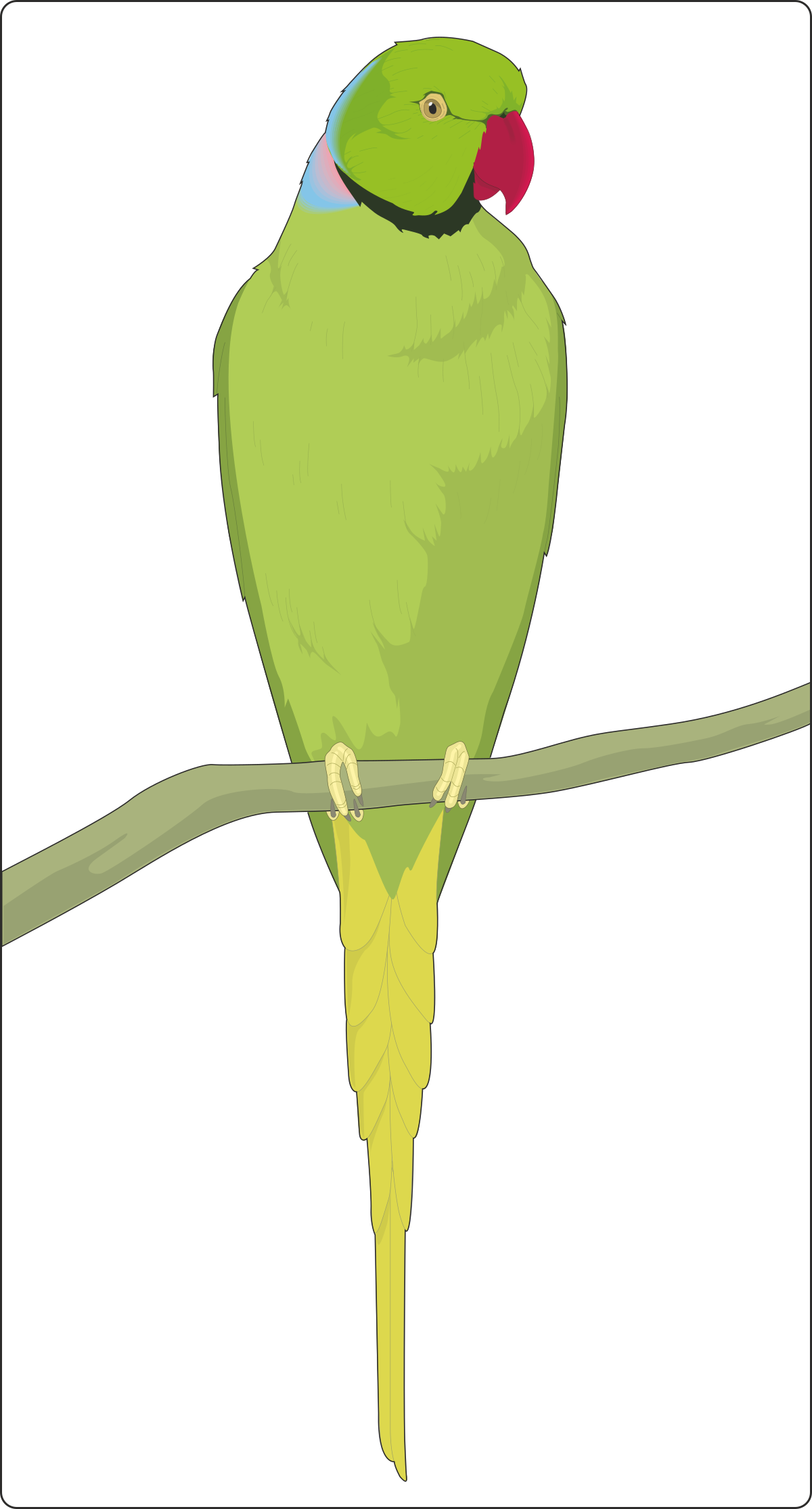 Green Parrot on a Branch Clipart for Vibrant Designs