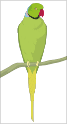 Green Parrot on a Branch Clipart for Vibrant Designs