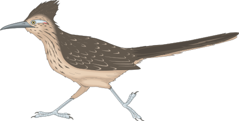 Bird with Long Beak and Tail Clipart for Creative Projects