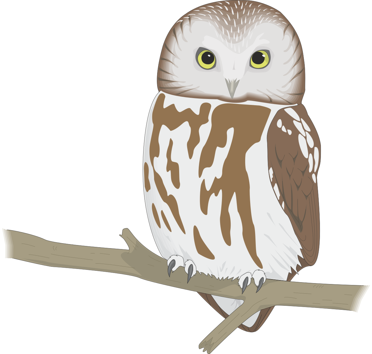 a brown and white owl sitting on a branch clip art png transparent Owl Clipart: Brown and White Owl Sitting on a Branch