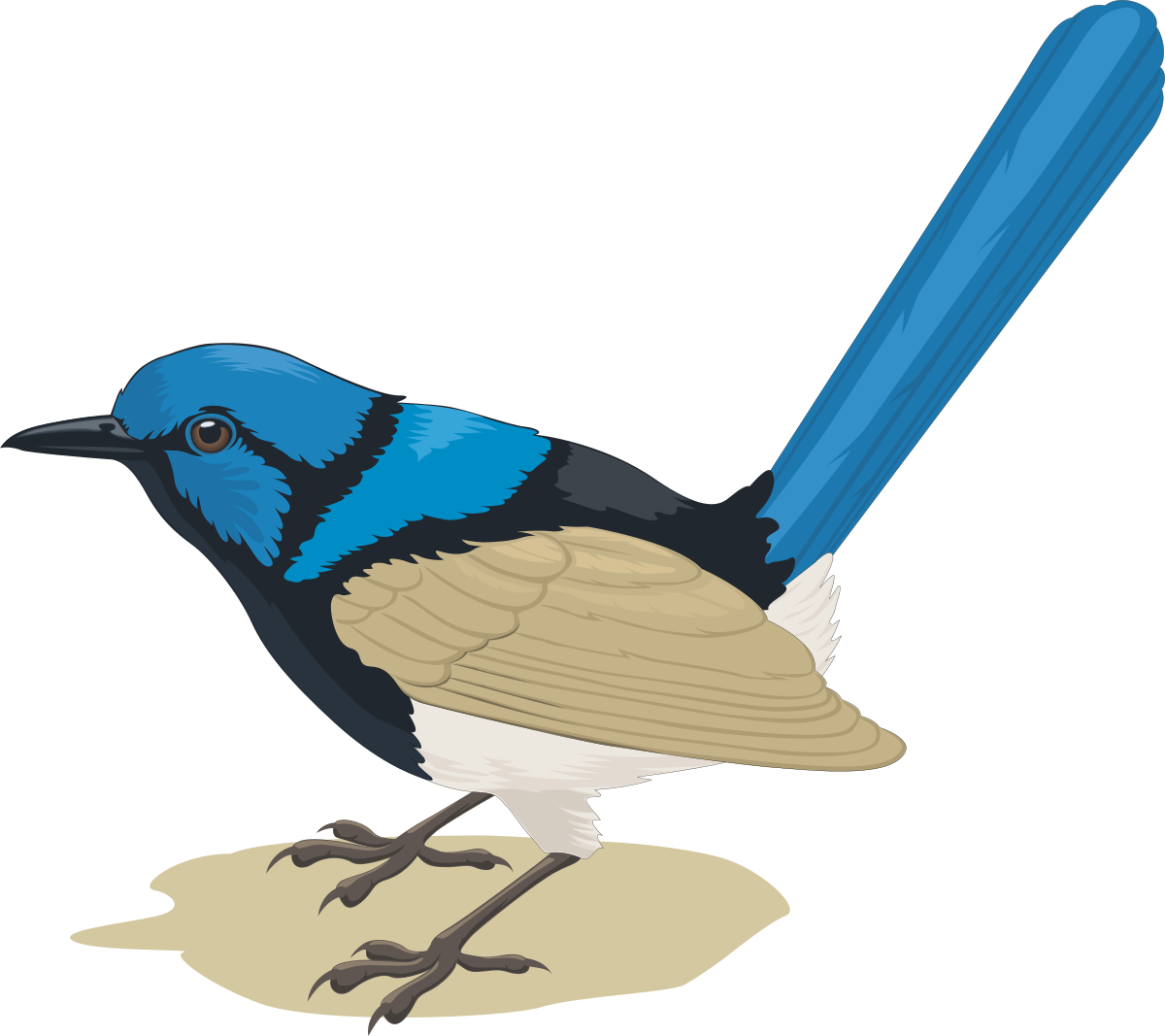 a blue and brown bird with a long tail clip art png transparent Blue and Brown Bird Clipart with Long Tail - Vibrant Nature Illustrations