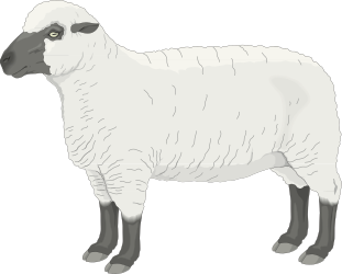 Sheep Standing on Black Background Clipart - Perfect for Your Projects