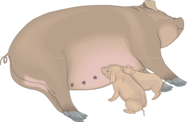 Pig and Her Baby Clipart: Adorable Farm Animals Illustrations