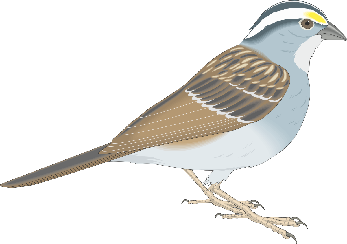 a bird with a yellow beak and white head clip art png transparent Bird with Yellow Beak and White Head - Vibrant Clipart for All Uses