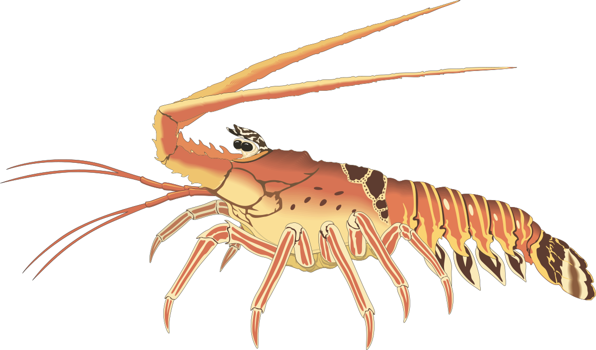 a shrimp with a long tail and a long tail clip art png transparent Shrimp Clipart with Long Tail - Perfect for Seafood Designs