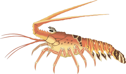 Shrimp Clipart with Long Tail - Perfect for Seafood Designs