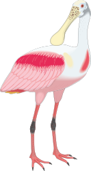 Pink and White Bird Clipart - Long Beak Design for Creative Projects