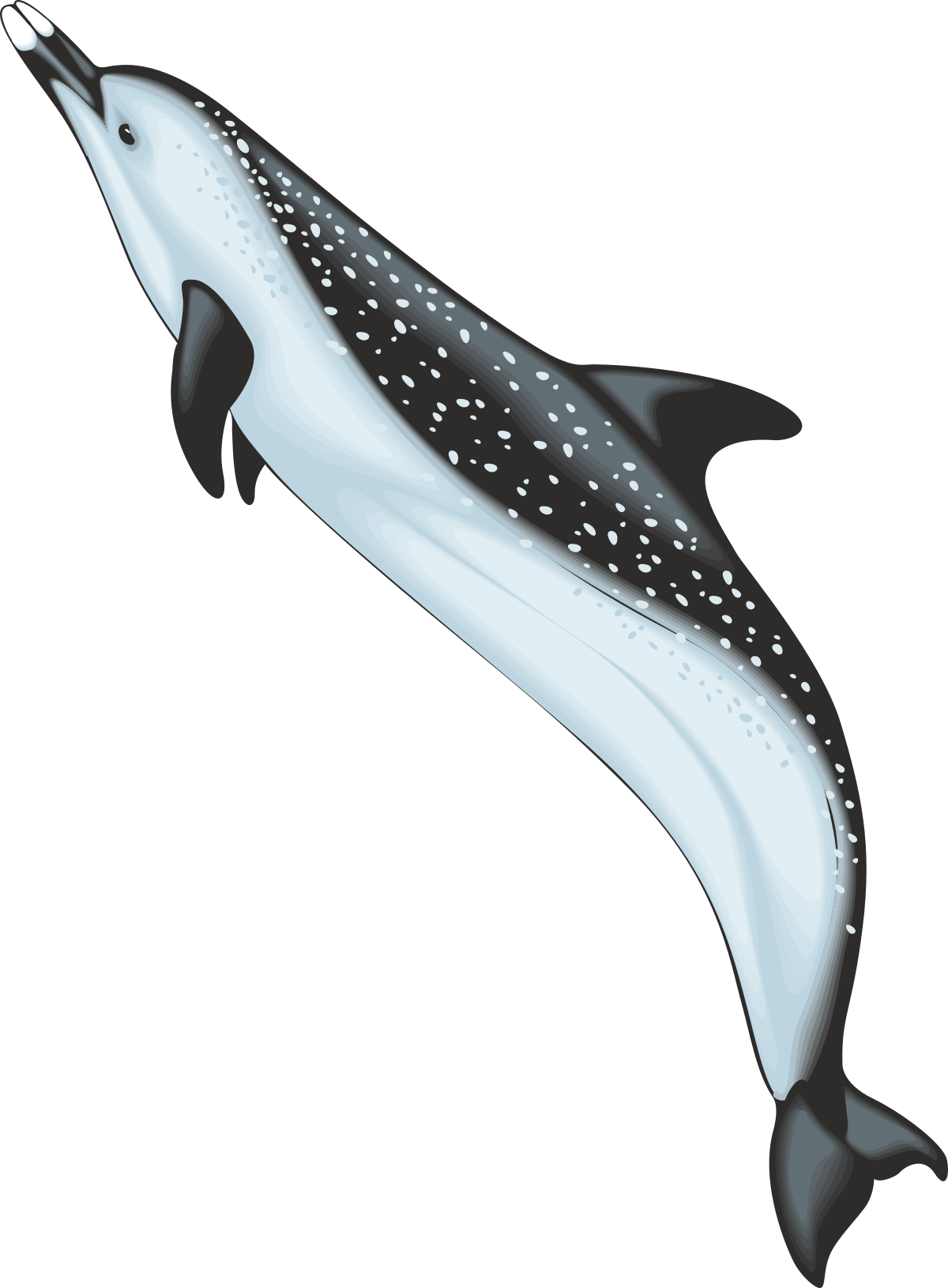 Whale with Spots on Head Clipart - Unique Marine Life Illustration