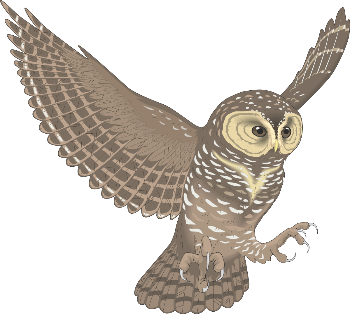 Owl Flying with Wings Spread - Stunning Clipart Illustration