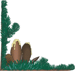Borders with Spruce Cones: Stunning Clipart of Pine Branches