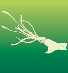 Squid Clipart: Vibrant Tentacled Sea Creature Illustrations