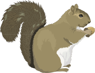 Squirrel Eating Nut - Adorable Clipart for Nature Lovers