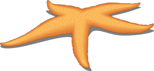 Starfish Illustration on Black Background - Vibrant Clipart Collection
