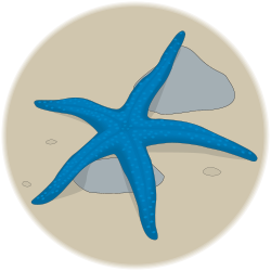 Starfish on the Beach Clipart: Vibrant Coastal Inspiration