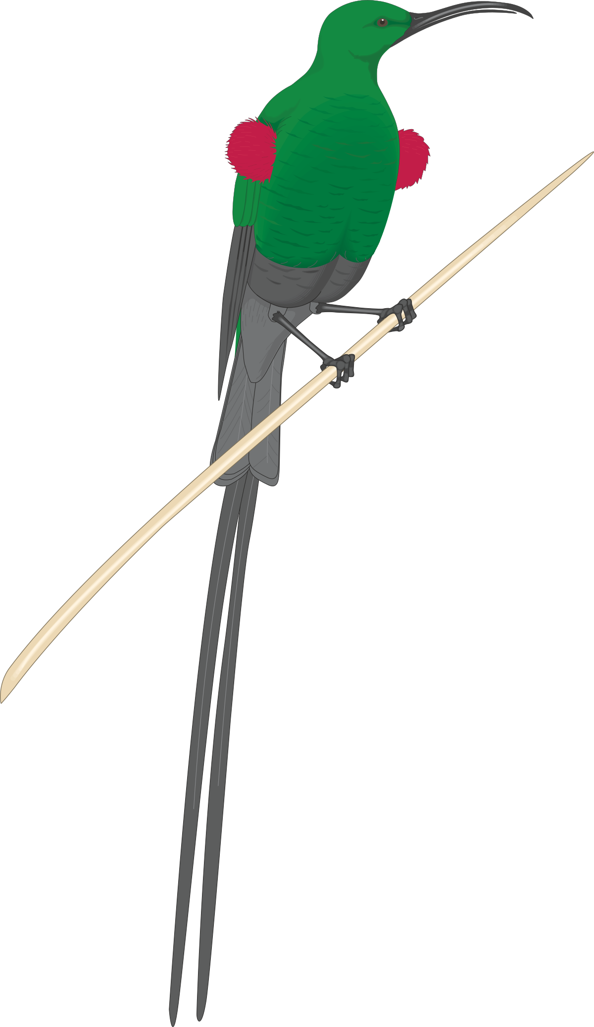 a bird sitting on top of a stick clip art png transparent Bird on a Stick Clipart - Charming Nature Illustration