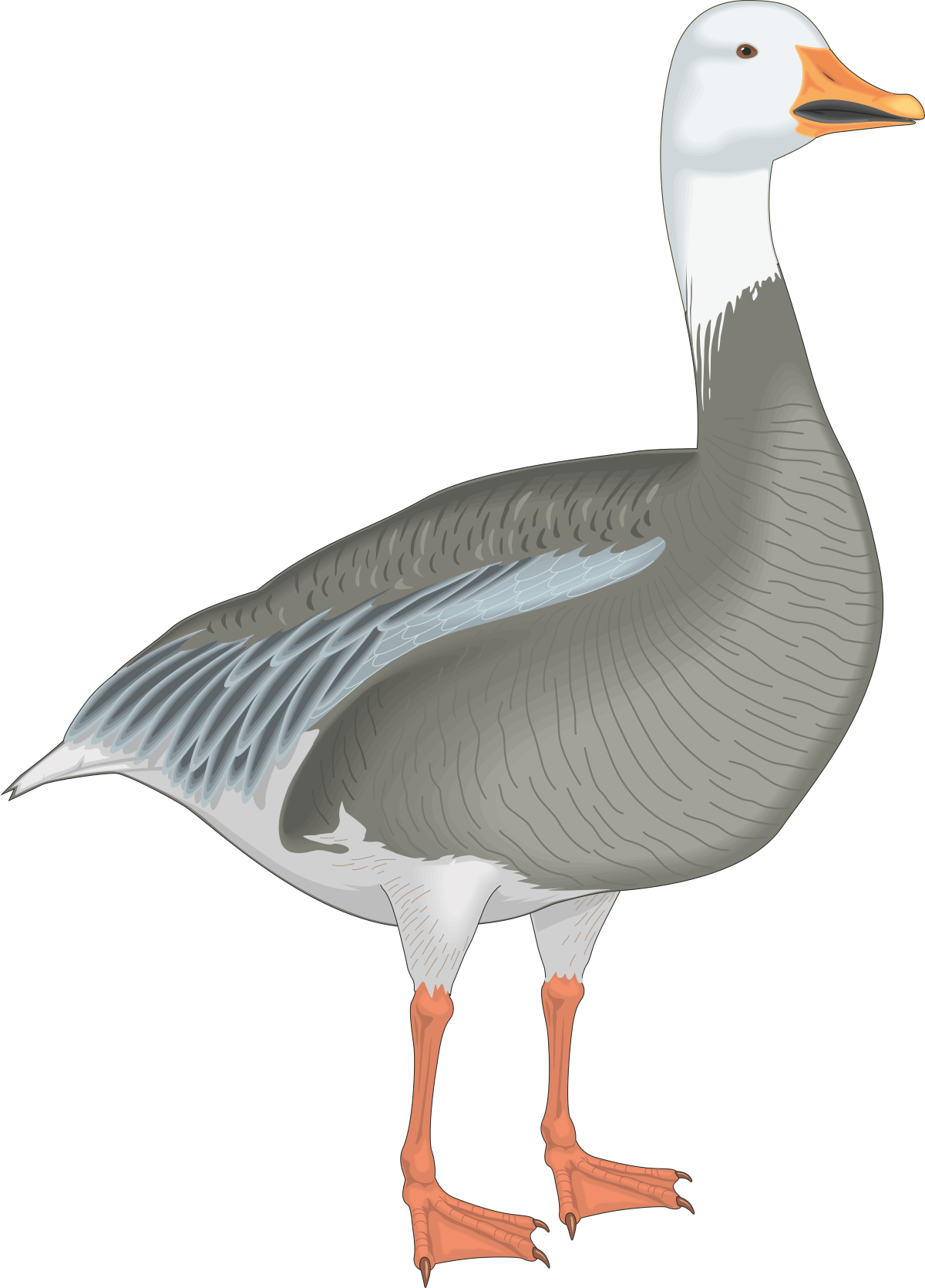 a goose standing on a black background clip art png transparent Goose Standing on Black Background - Stunning Clipart