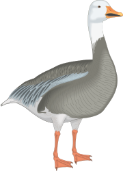 BIRDS,S_GOOSE clipart