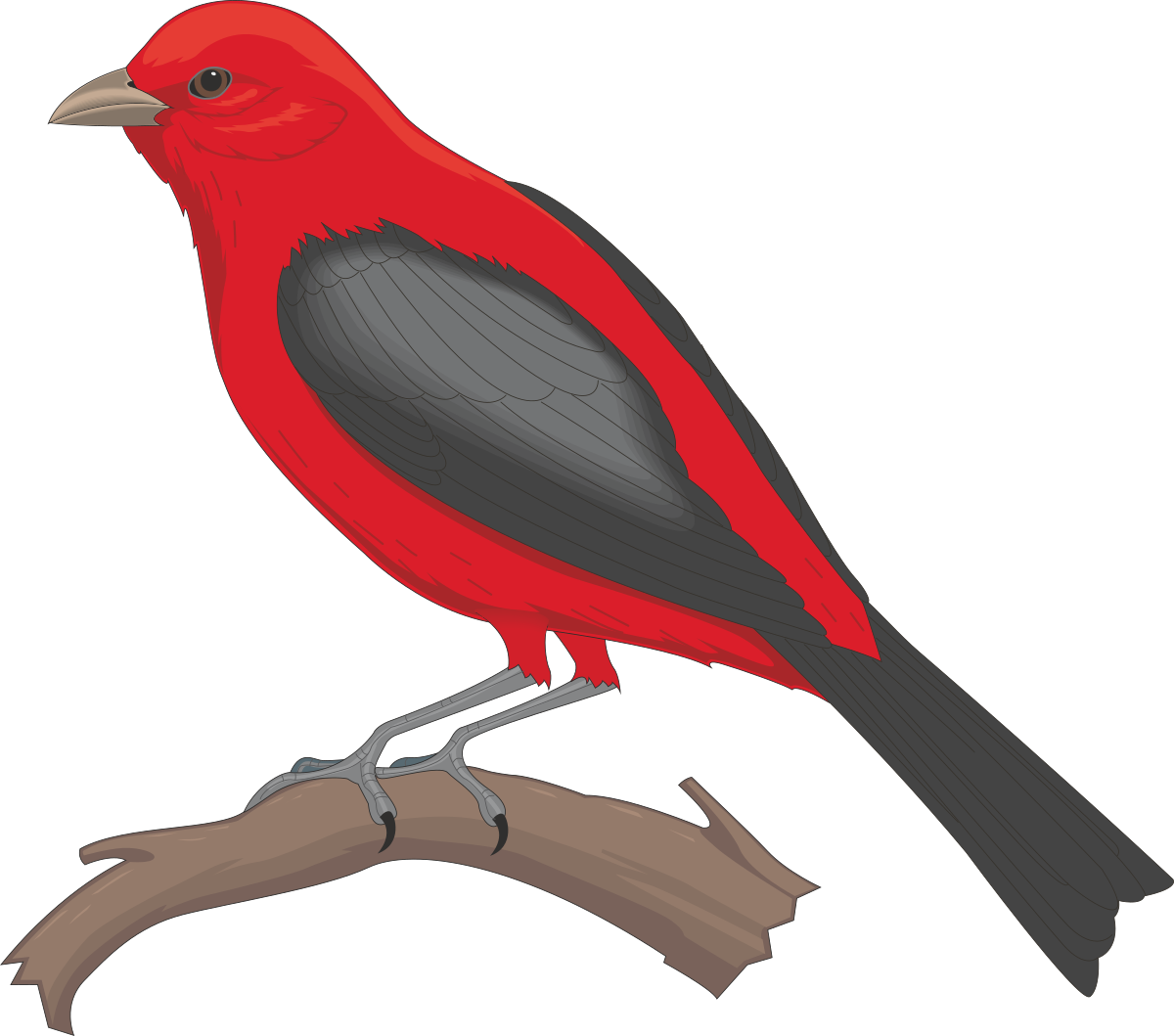 a red bird sitting on a branch clip art png transparent Red Bird on Branch Clipart - Charming Nature Scene