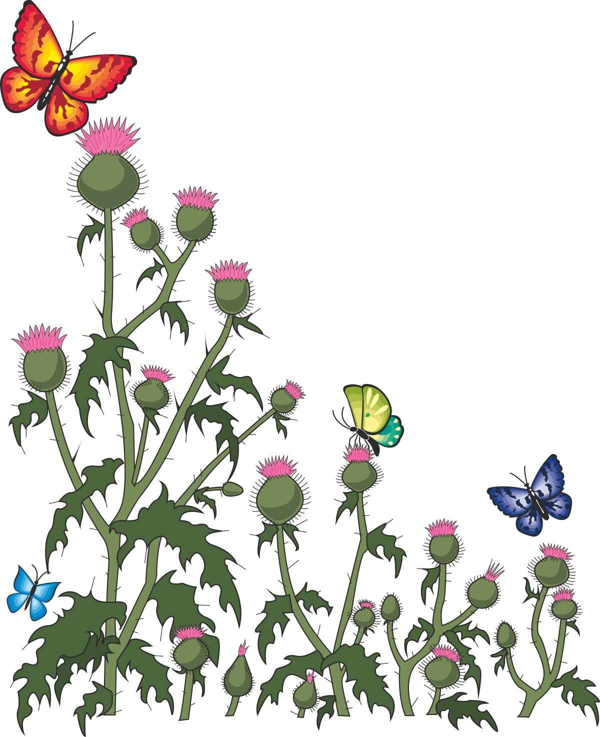 Beautiful Thistle Plant Borders with Butterflies for Family Tree Illustrations