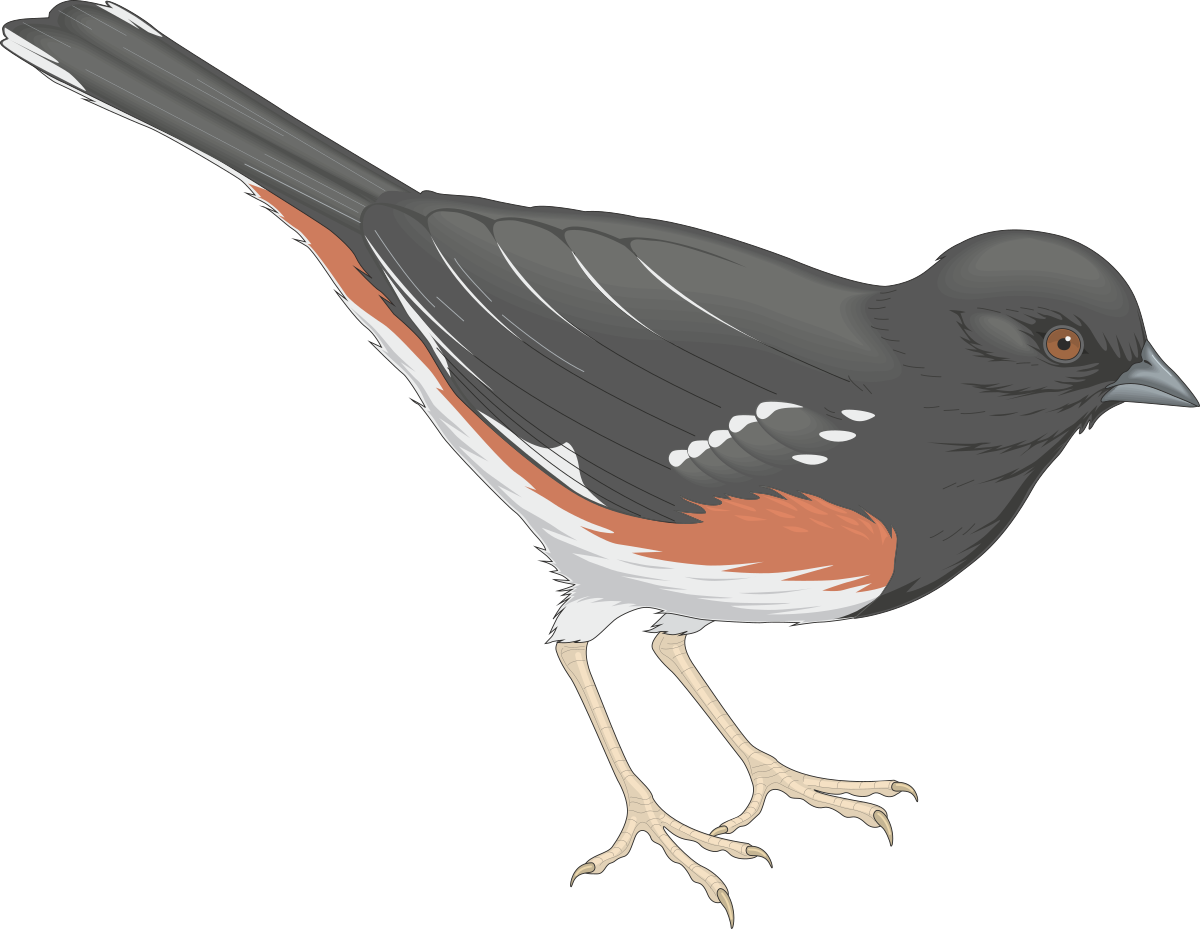Red-Breasted Bird Clipart: Vibrant White-Breasted Avian Artwork