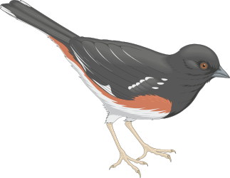 Red-Breasted Bird Clipart: Vibrant White-Breasted Avian Artwork