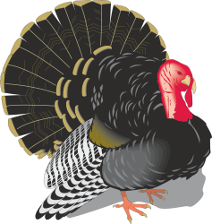 Turkey with Red Head Clipart for Creative Projects