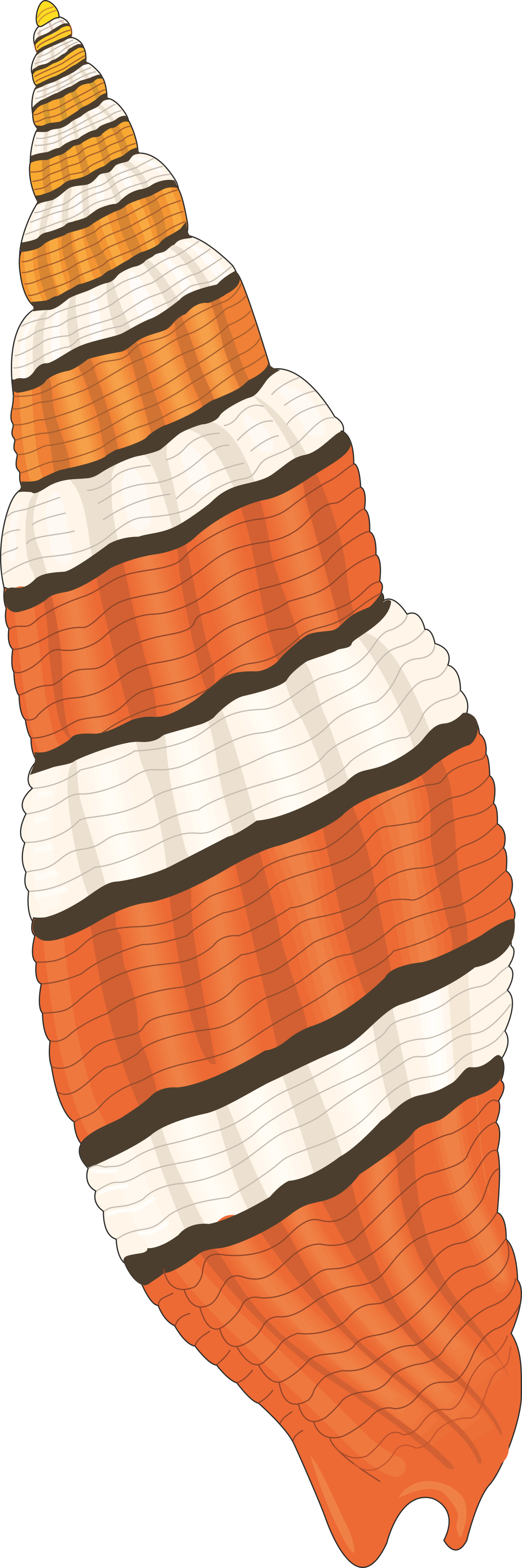 Striped Seashell Clipart for Creative Projects
