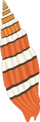 Striped Seashell Clipart for Creative Projects