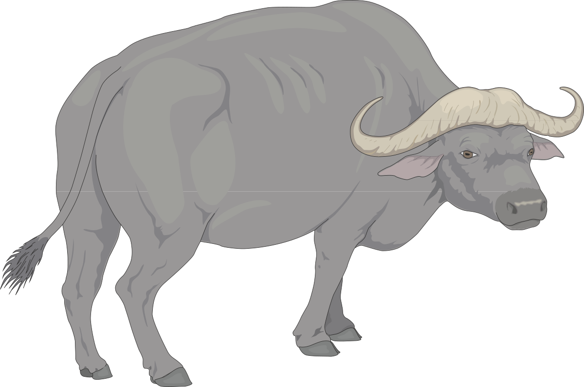 a gray buffalo standing on a black background clip art png transparent Gray Buffalo on Black Background - Stunning Clipart Visuals