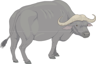 Gray Buffalo on Black Background - Stunning Clipart Visuals