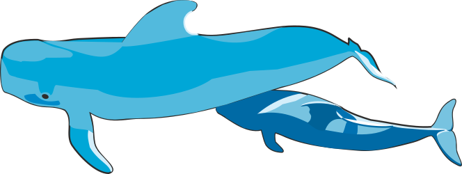 Blue Whale with White Tail on Black Background Clipart