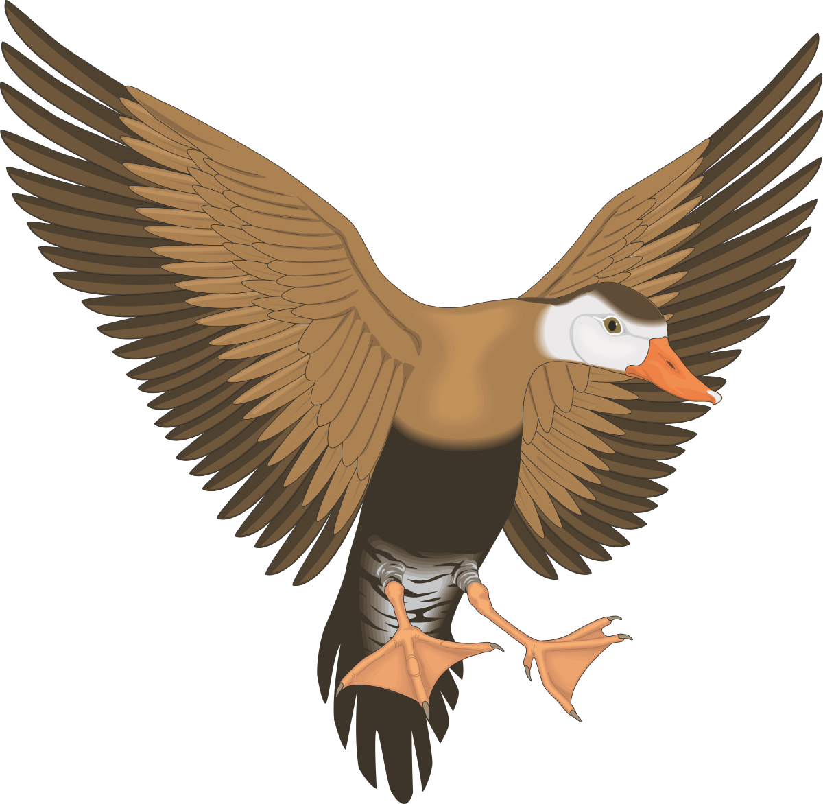 a bird with its wings spread out clip art png transparent Bird with Spread Wings Clipart - Stunning Nature Illustration
