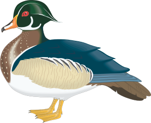 Duck Standing on Black Background - High-Quality Clipart