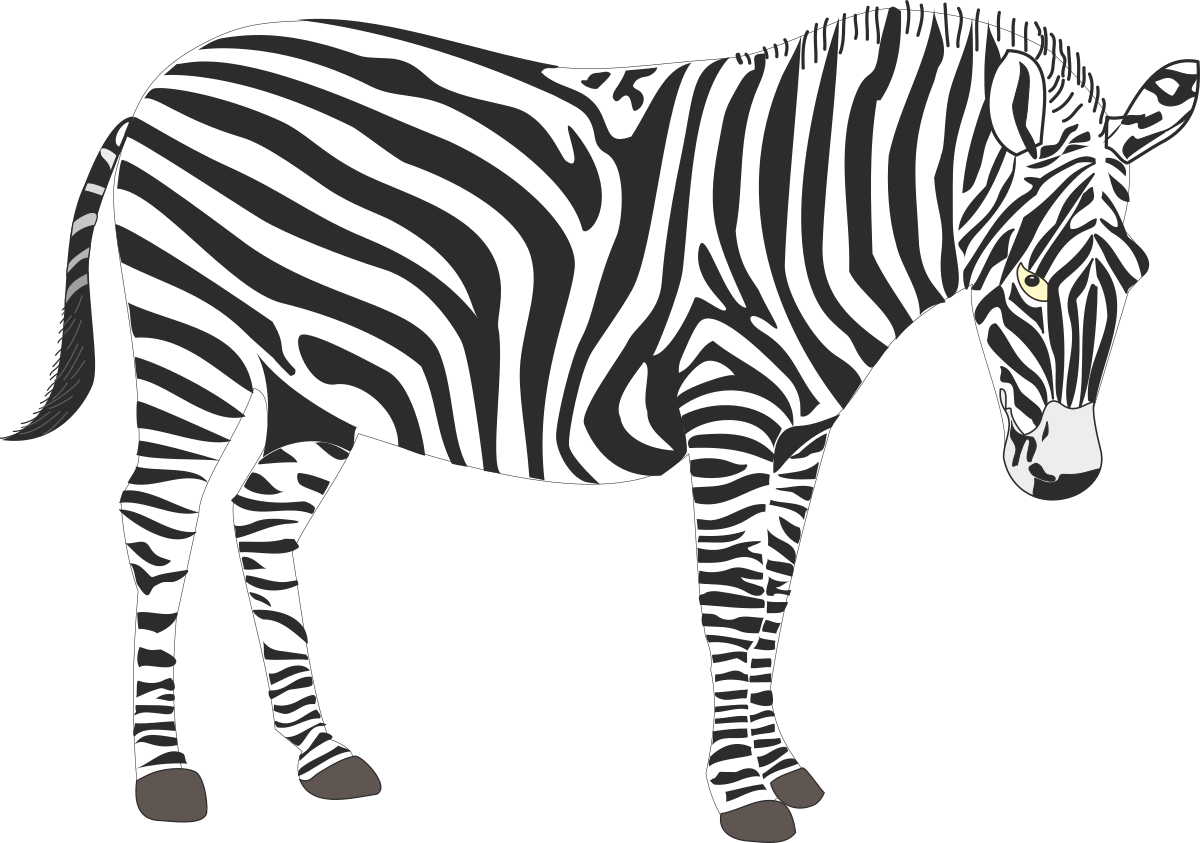 Zebra Standing on Black Background - Bold Clipart for Creative Projects