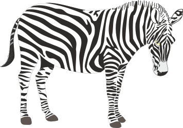 Zebra Standing on Black Background - Bold Clipart for Creative Projects