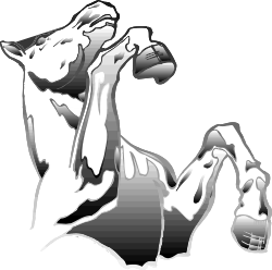 Black and White Horse with White Mane - Stunning Clipart for All Your Needs