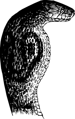 Black and White Bird Clipart: Elegant Avian Illustrations