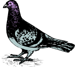 Bird on Black Surface Clipart - Stunning Avian Illustrations