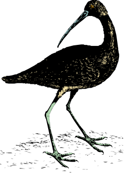 Bird Standing on Black Surface - Stunning Clipart for Your Projects