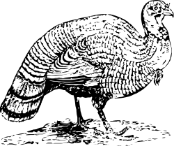 Bearded Man Clipart - Stylish Black and White Illustration