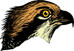 Yellow-Eyed Bird Clipart: Stunning Nature Illustration
