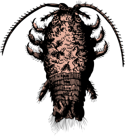 Bearded Man Clipart - Black and White Illustration for Creative Projects